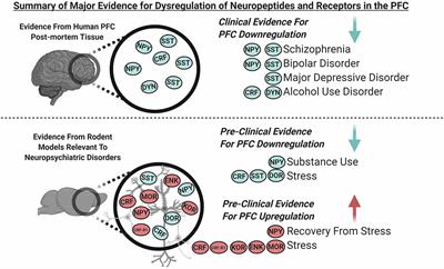 Turning the ′Tides on Neuropsychiatric Diseases: The Role of Peptides in the Prefrontal Cortex
